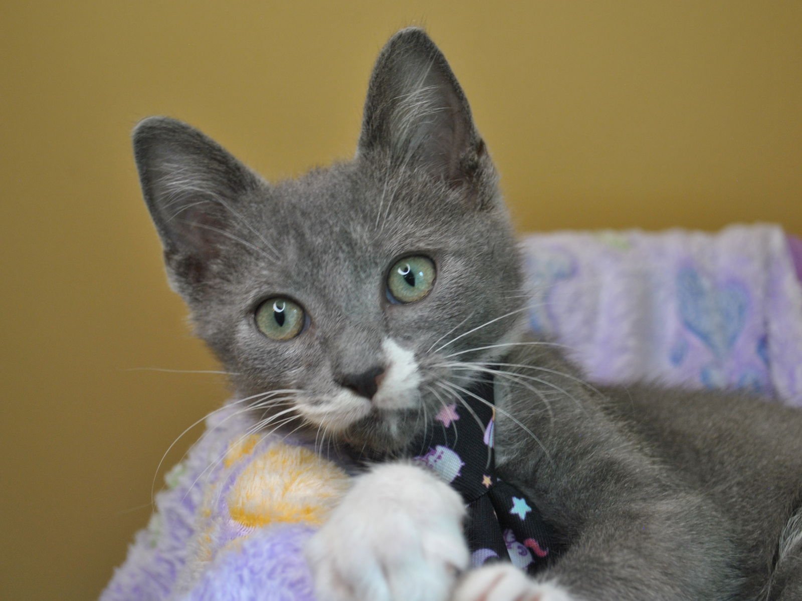 Gentleman Jack - Photo 8