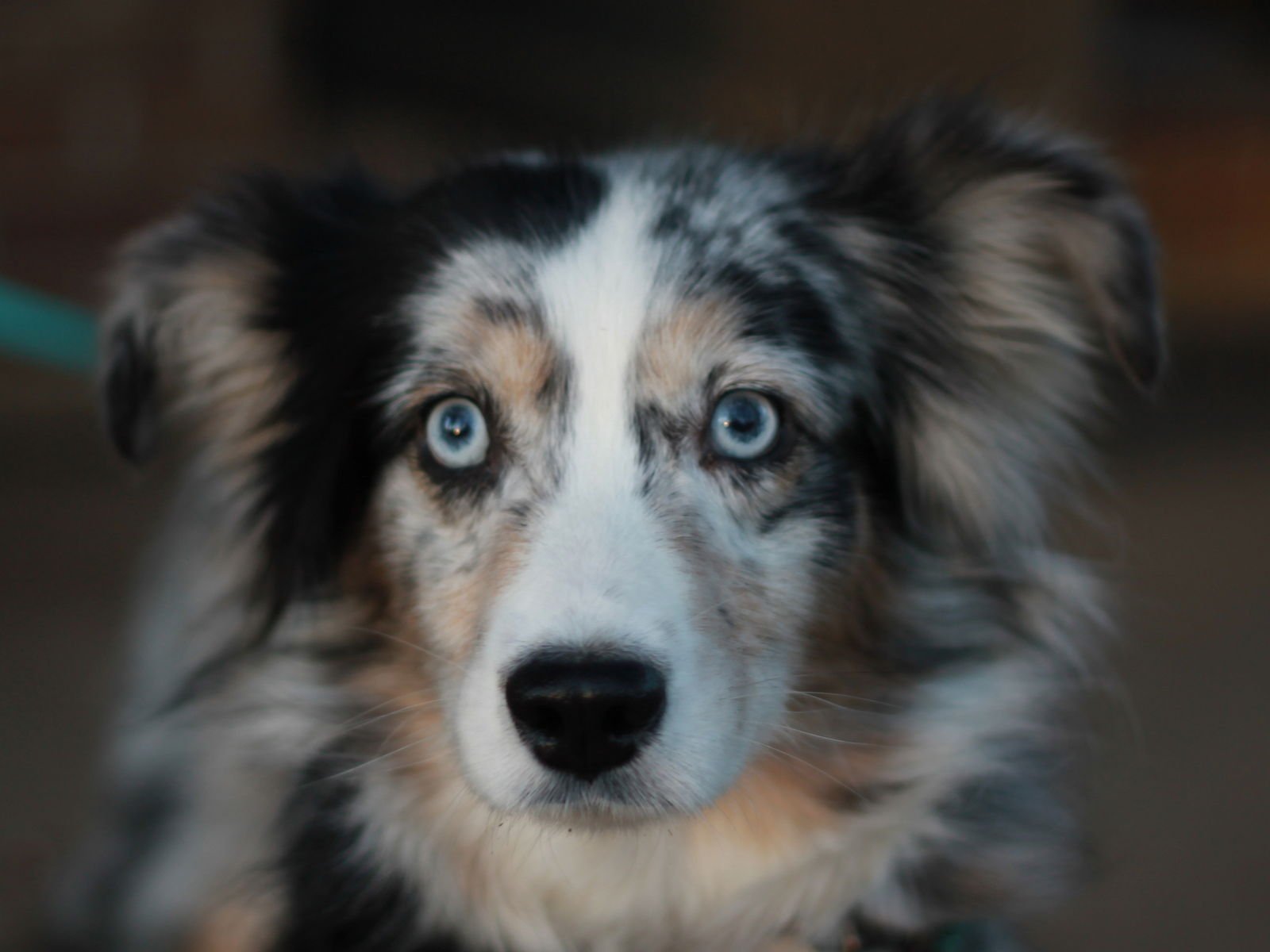 FREYA - Australian Shepherd available for adoption
