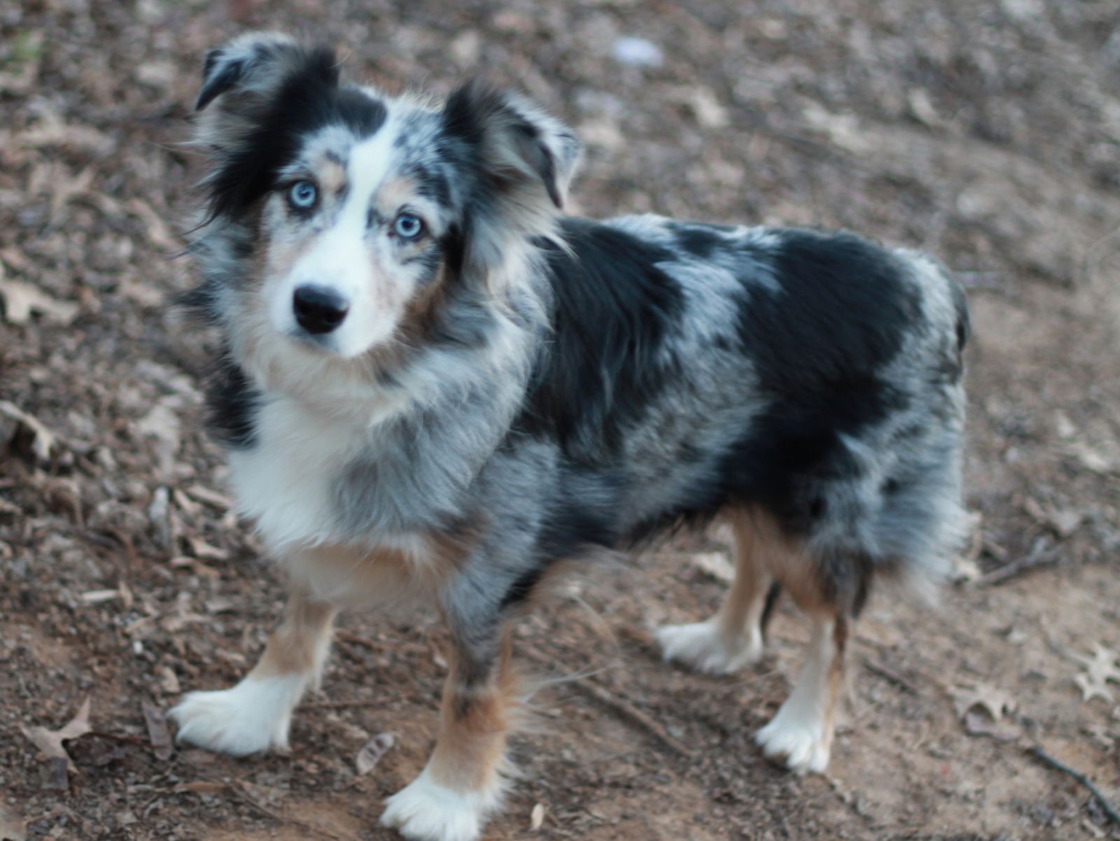 FREYA - Australian Shepherd available for adoption
