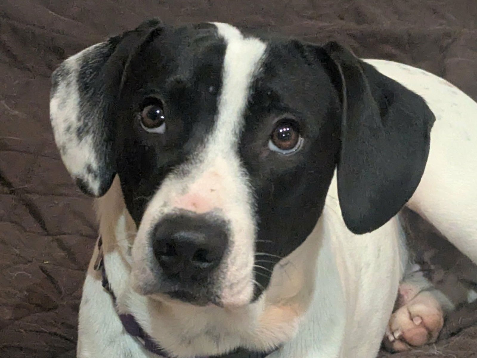 PETEY - English Pointer / Labrador Retriever available for adoption