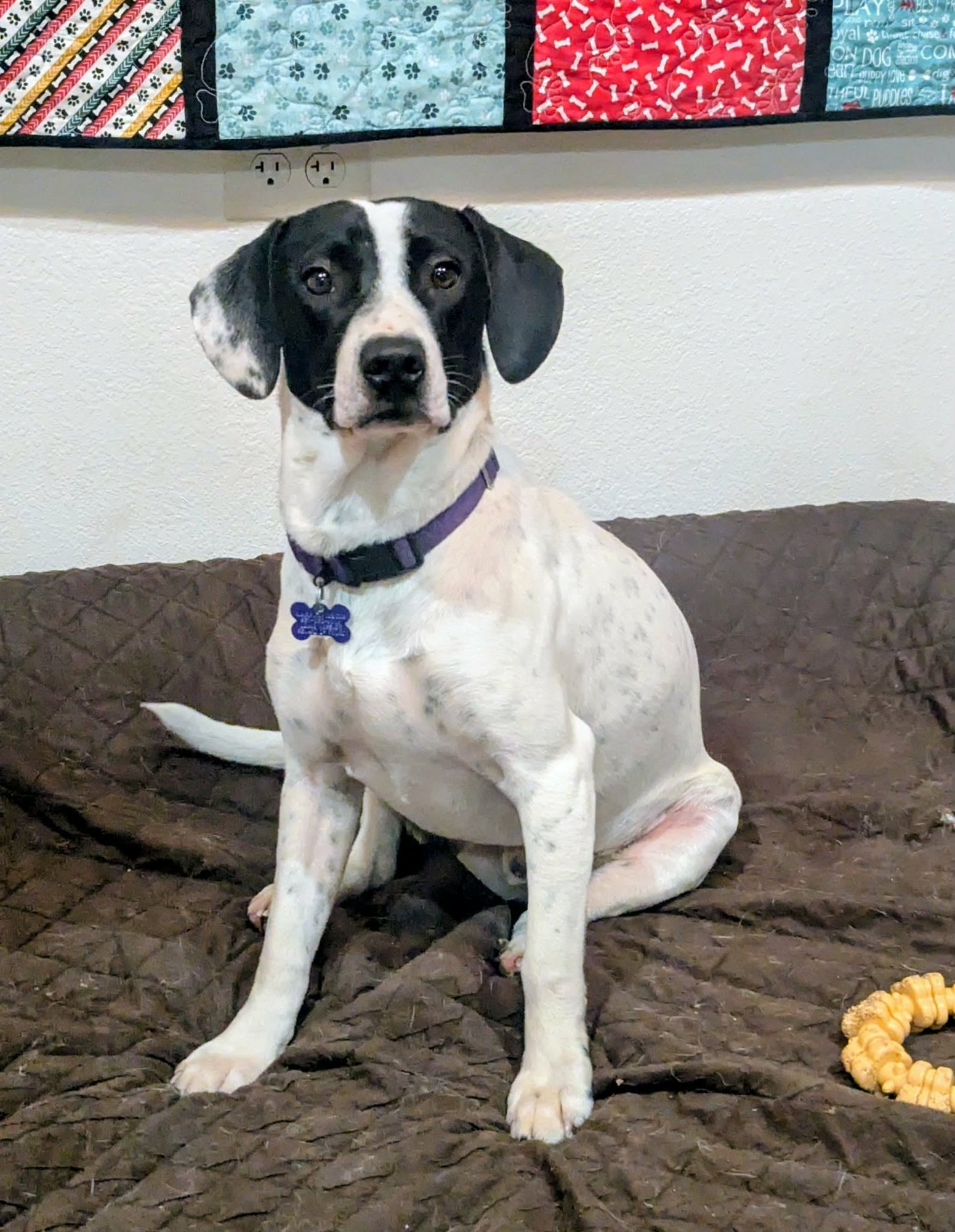 PETEY - English Pointer / Labrador Retriever available for adoption