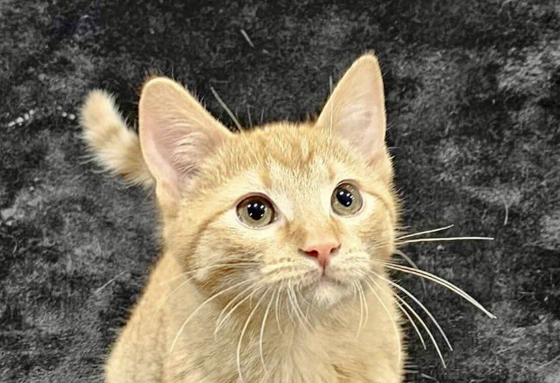 ROGER - Domestic Short Hair / Tabby available for adoption