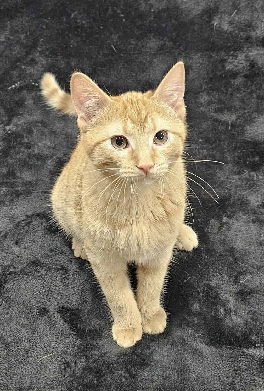 ROGER - Domestic Short Hair / Tabby available for adoption