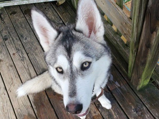 ZEUS *COURTESY LISTING* - Siberian Husky available for adoption