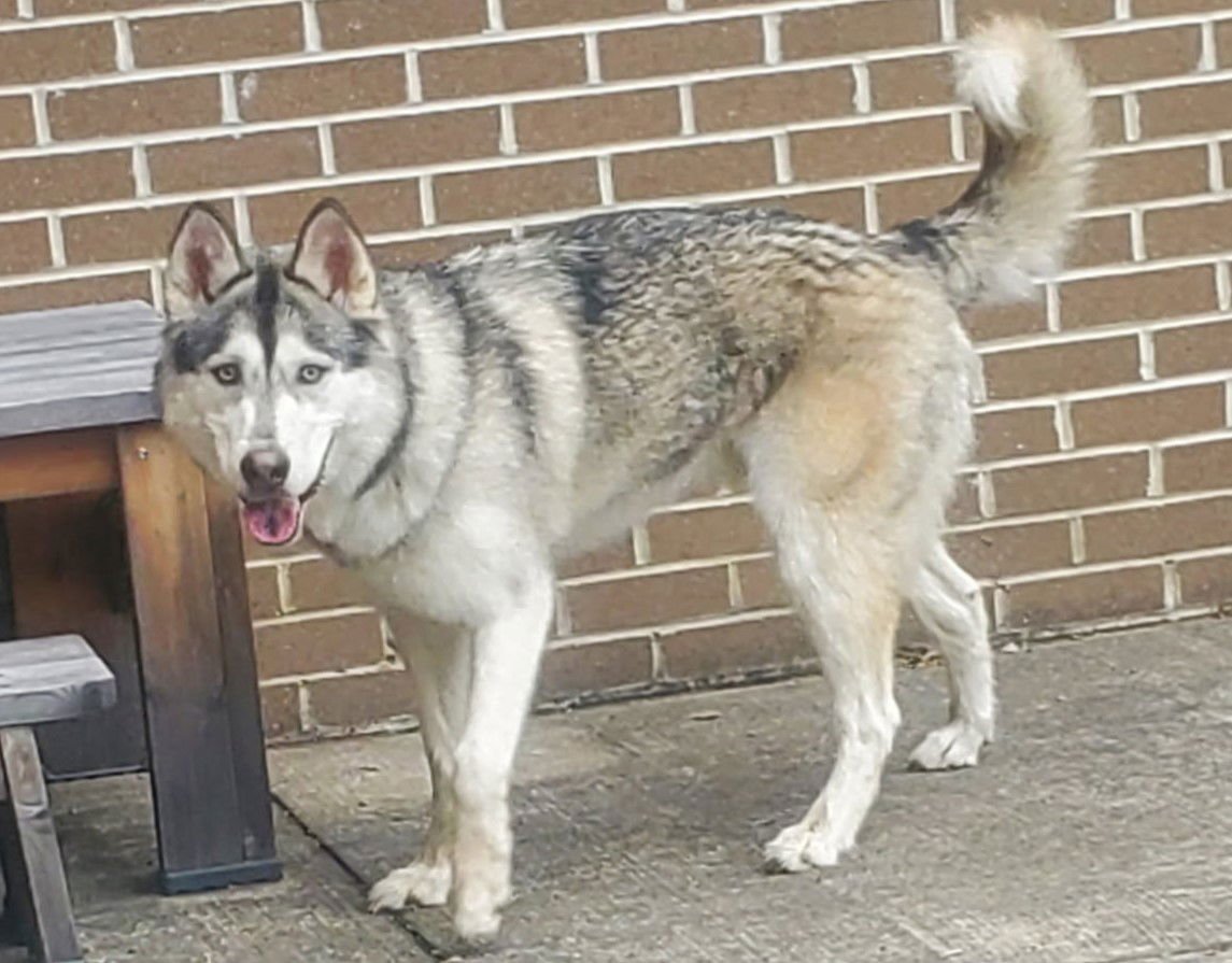 ZEUS *COURTESY LISTING* - Siberian Husky available for adoption