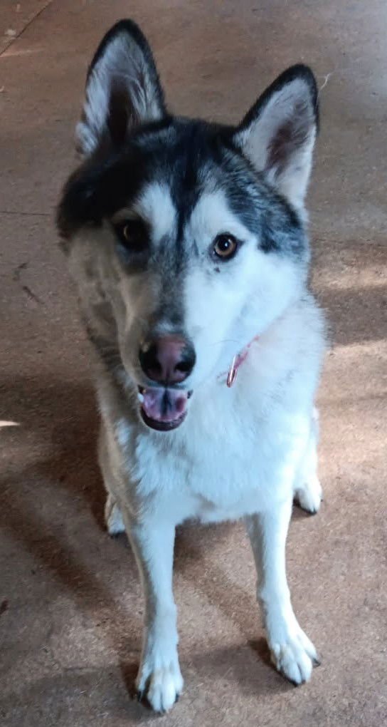 Zeus *COURTESY LISTING* - Photo 3