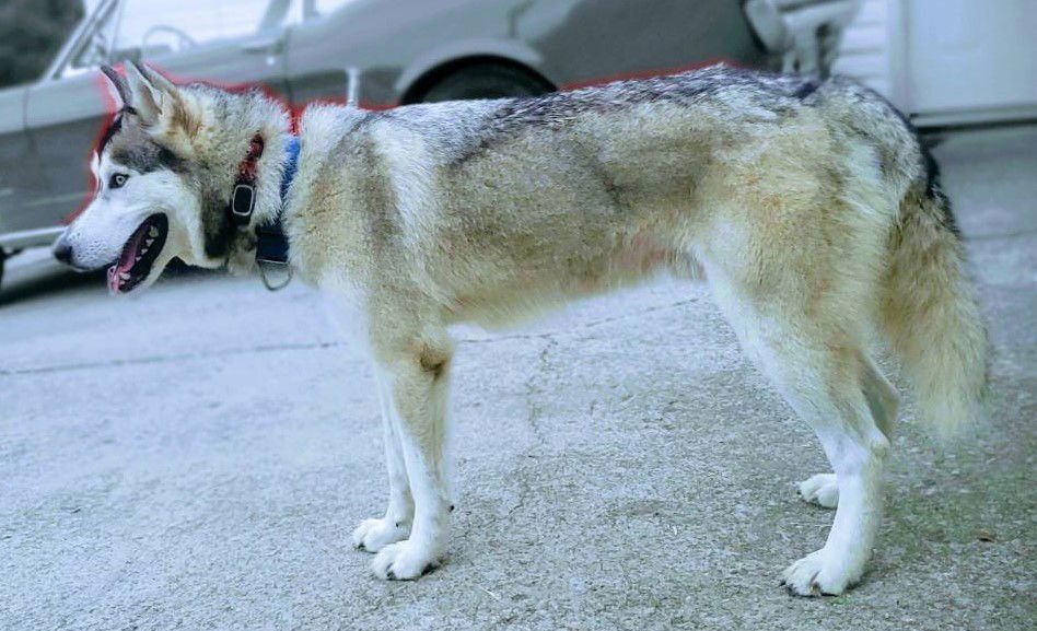 Zeus *COURTESY LISTING* - Photo 4