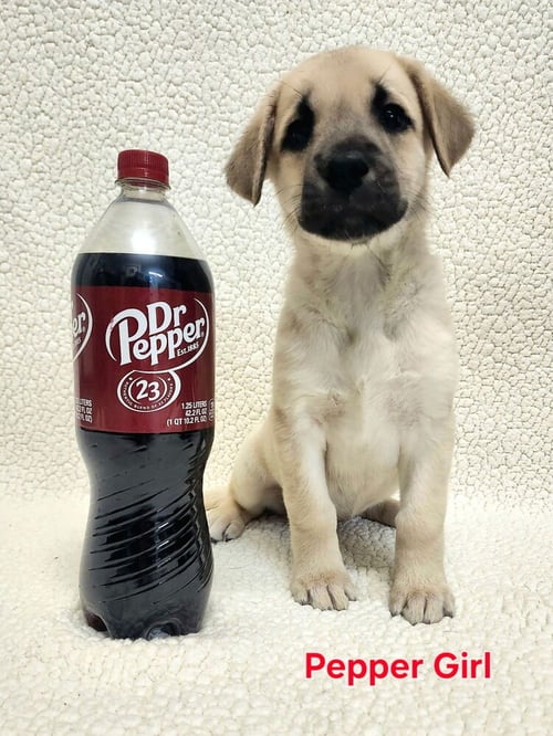 CICCARELLIZ / DR PEPPER - Labrador Retriever / Terrier available for adoption