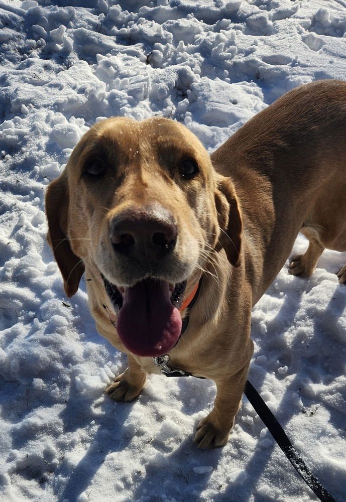 BOWERYE / KLAUS - Labrador Retriever available for adoption