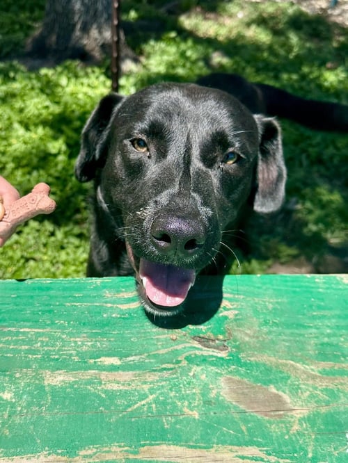 CRISPEER / KNIGHT - Labrador Retriever available for adoption