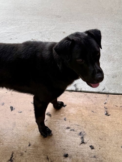 CRISPEER / KNIGHT - Labrador Retriever available for adoption