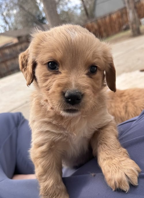 CHEECHOO / JOURNEY - Golden Retriever / Terrier available for adoption