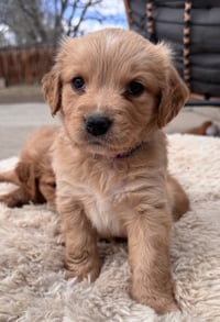 Cheechoo / Journey - Photo 2