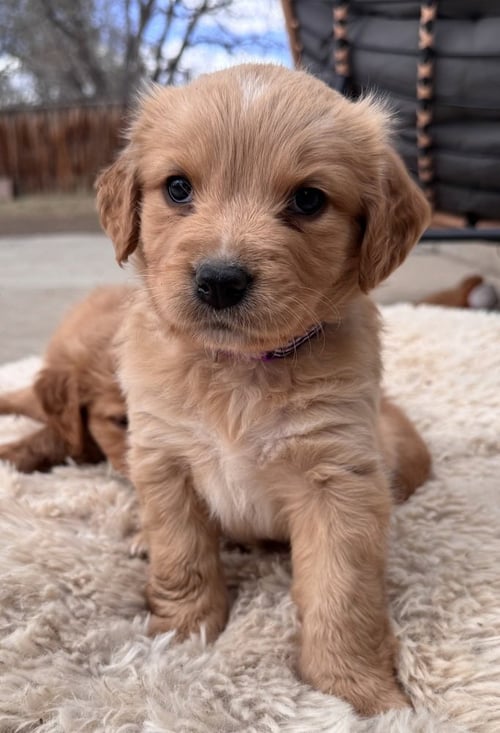 CHEECHOO / JOURNEY - Golden Retriever / Terrier available for adoption