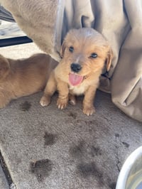 Cheechoo / Journey - Photo 4