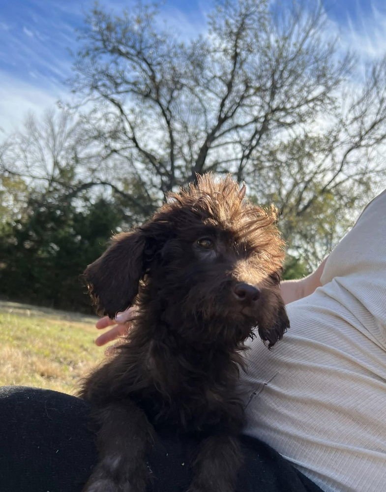 BARTULUS / MORRIS - Labrador Retriever / Labrador Retriever available for adoption