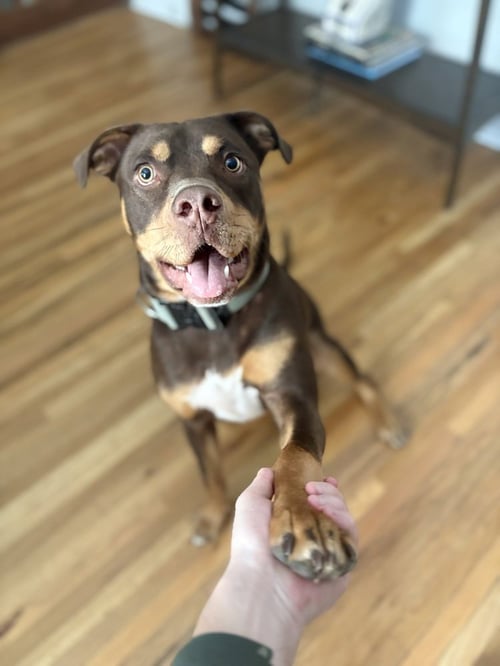 GAUTHIER / ROCKY - Labrador Retriever for adoption in Westminster