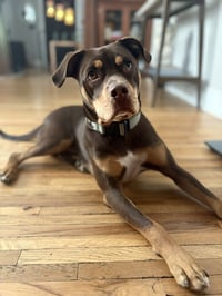 Gauthier / Rocky - Photo 2