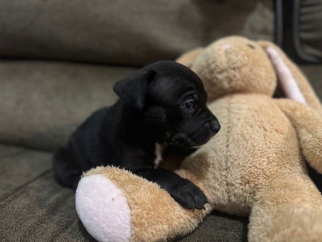 BAINESE / CHESTER - Labrador Retriever / Terrier available for adoption