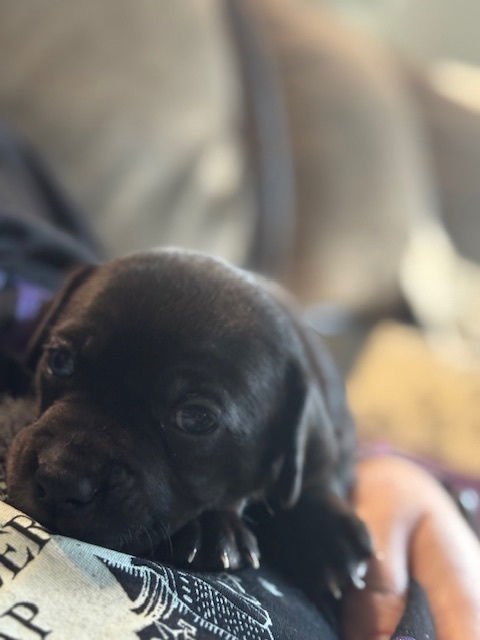 BAINESE / CHESTER - Labrador Retriever / Terrier available for adoption