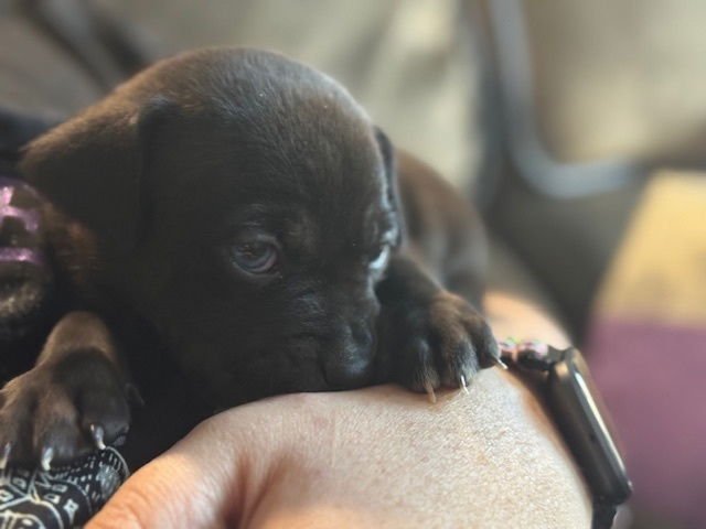 Bainese / Chester - Photo 3