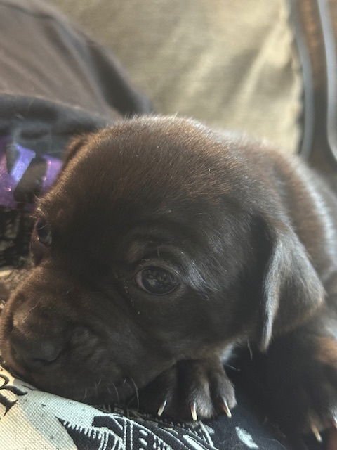 Bainese / Chester - Photo 4