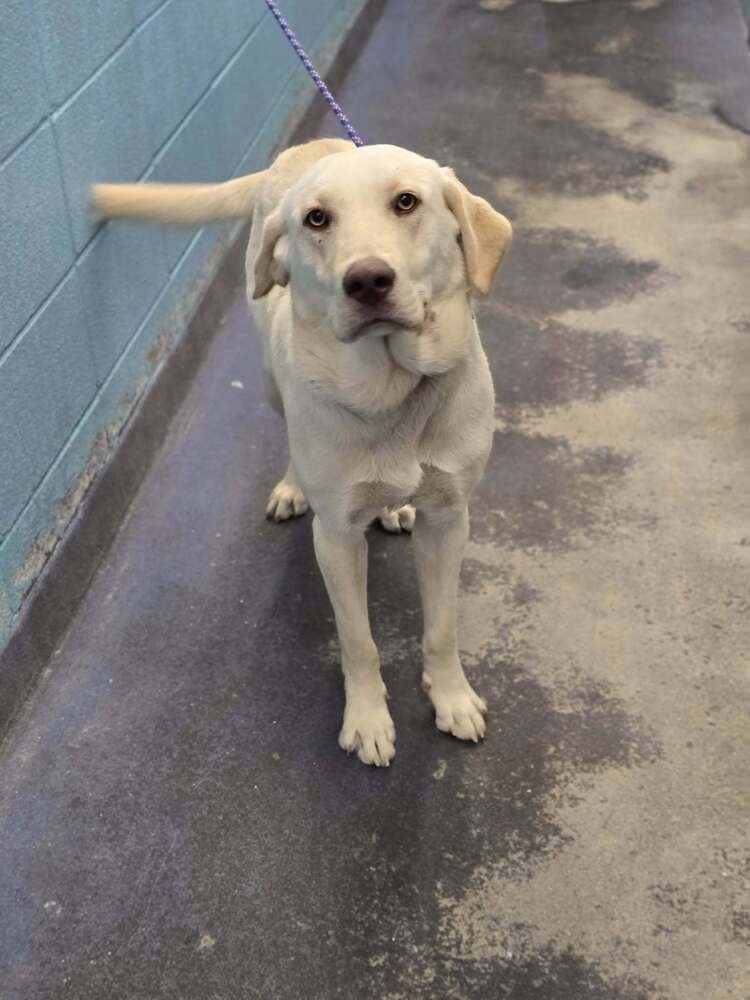 CHUBAROV / BRANDO / BLUEY - Labrador Retriever available for adoption
