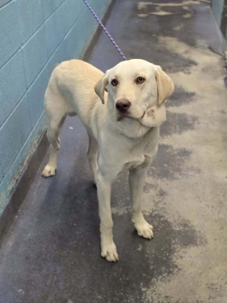 Chubarov / Brando / Bluey - Photo 3