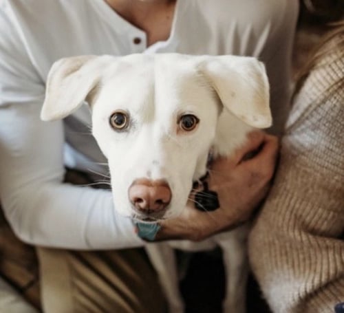 BAILEYVILLE / THEA / ZOEY - Labrador Retriever available for adoption
