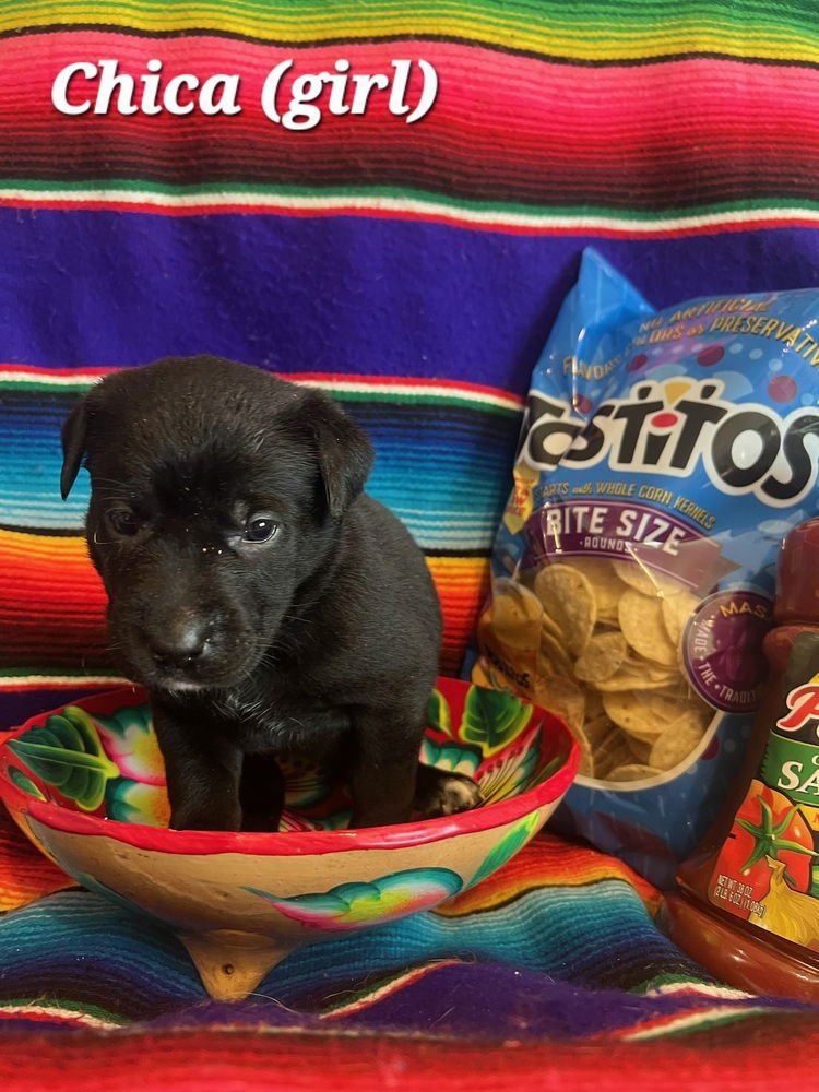 CHARPENTIER / CHICA - Labrador Retriever available for adoption