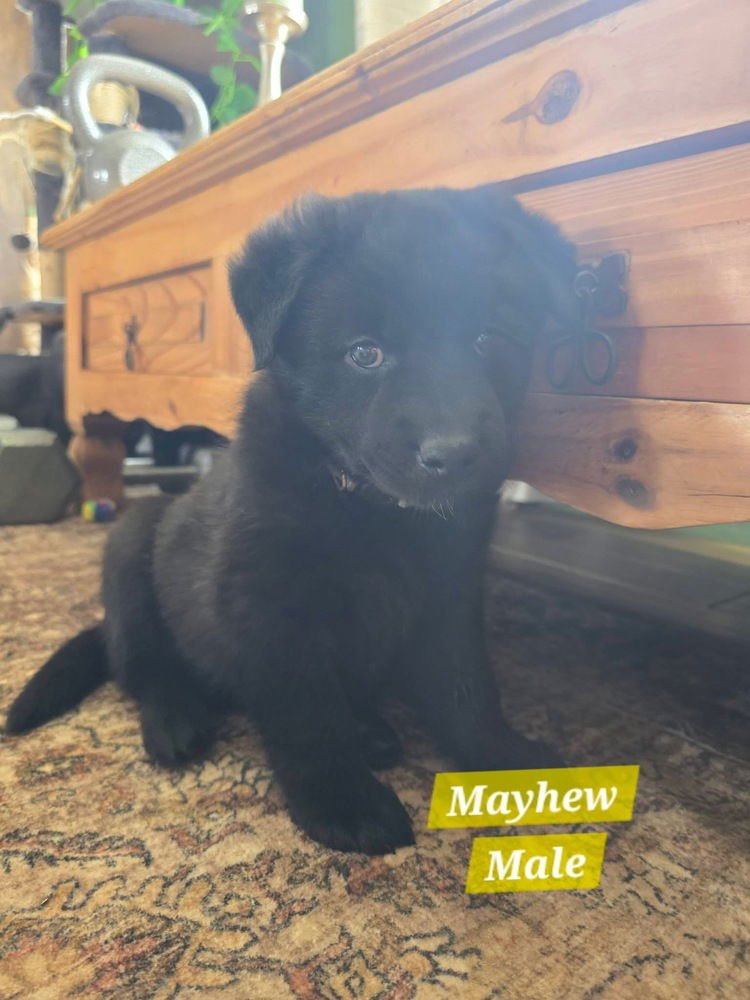 BANDURA / MAYHEW - Labrador Retriever / Shepherd available for adoption