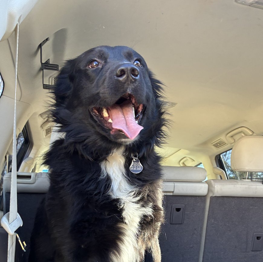 BARAHONA / BADGER - Labrador Retriever / Flat-coated Retriever available for adoption