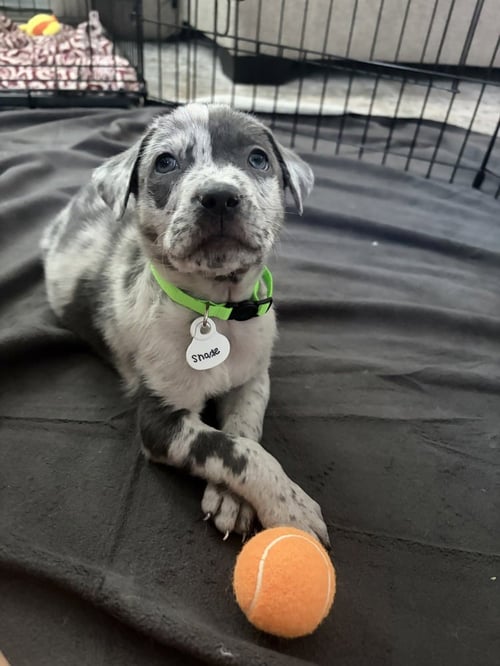 DINEEN / SHADE - Labrador Retriever / Terrier for adoption in Thornton