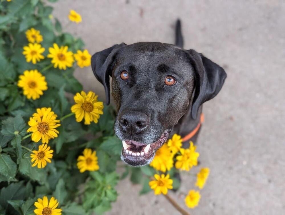 BODHI - Labrador Retriever available for adoption