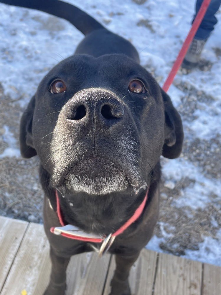 BODHI - Labrador Retriever available for adoption