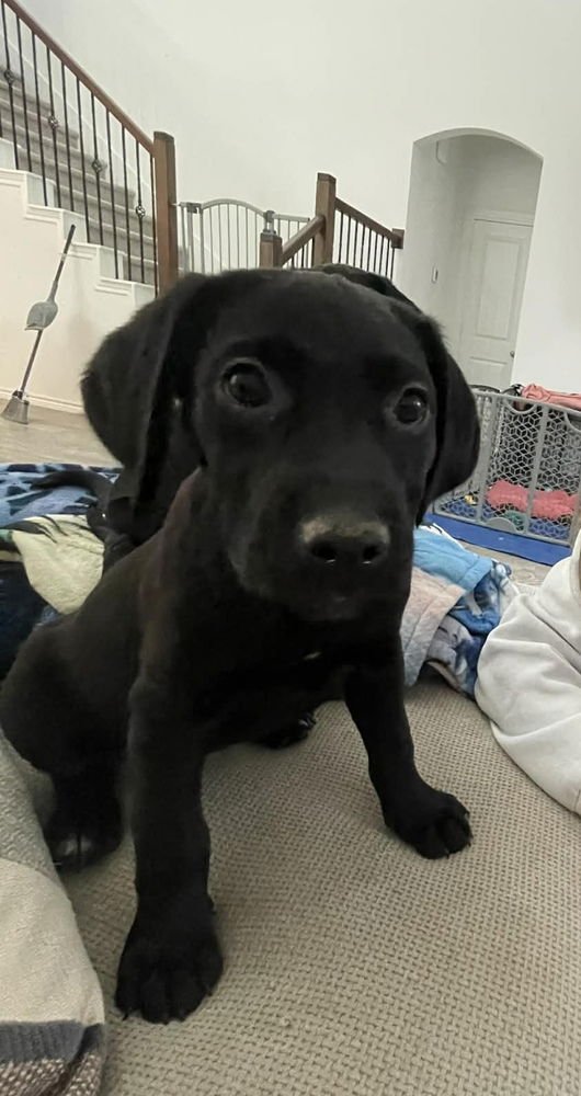 CARDWELLE / LILY - Labrador Retriever / Terrier available for adoption