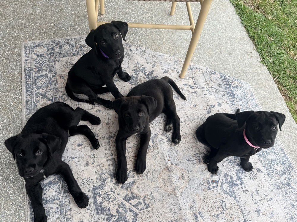 CARDWELLE / LILY - Labrador Retriever / Terrier available for adoption