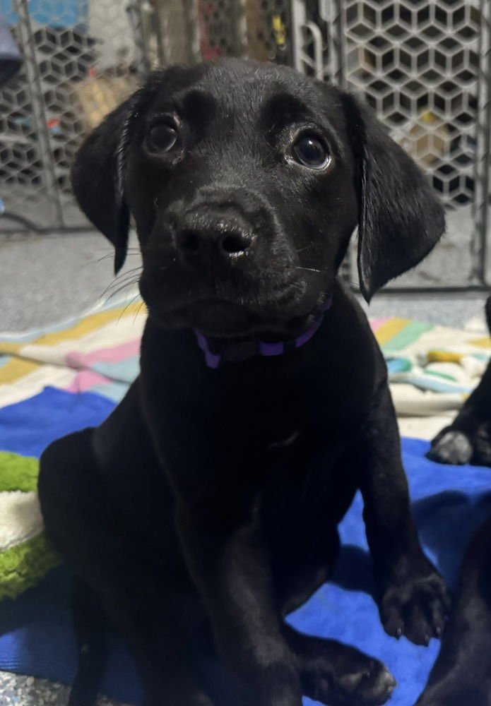 Cardwelle / Lily - Photo 3