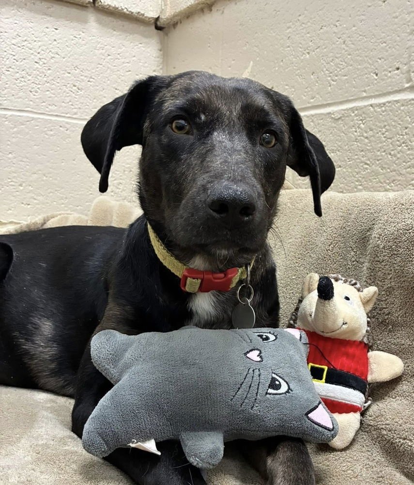 BODDYE / MAMA LILLITH - Labrador Retriever / Terrier available for adoption