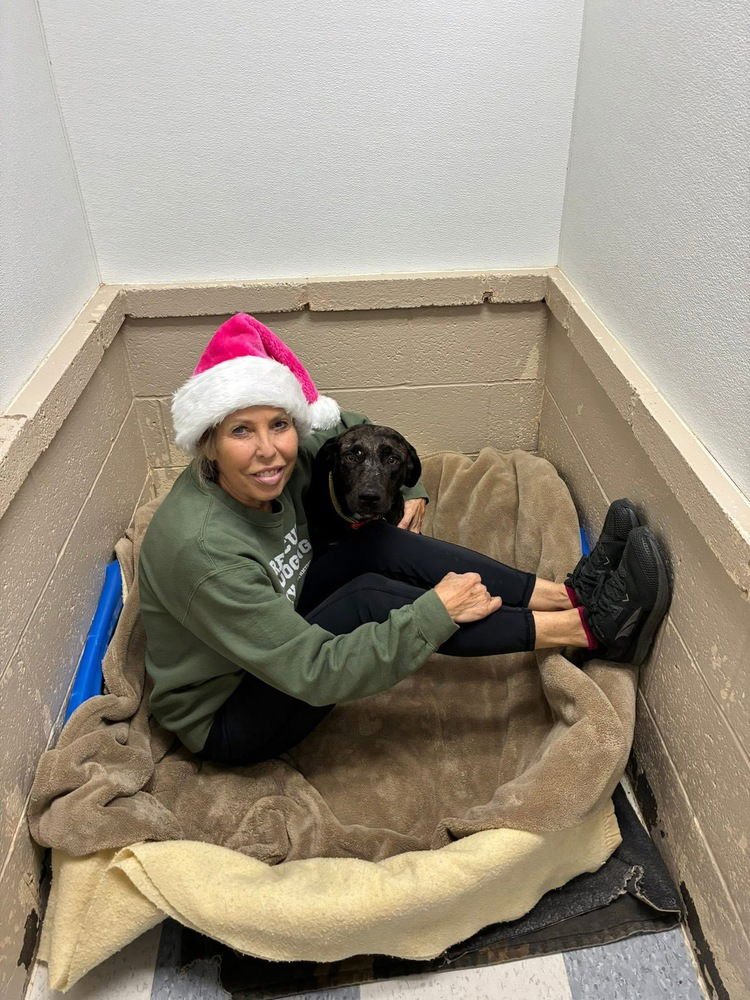 BODDYE / MAMA LILLITH - Labrador Retriever / Terrier available for adoption