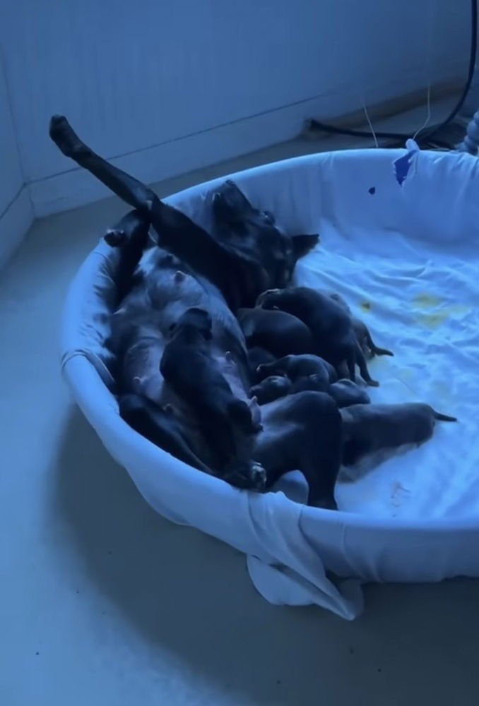 Boddye / Mama Lillith - Photo 3