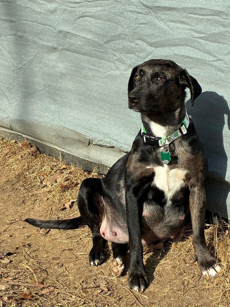 Boddye / Mama Lillith - Photo 4