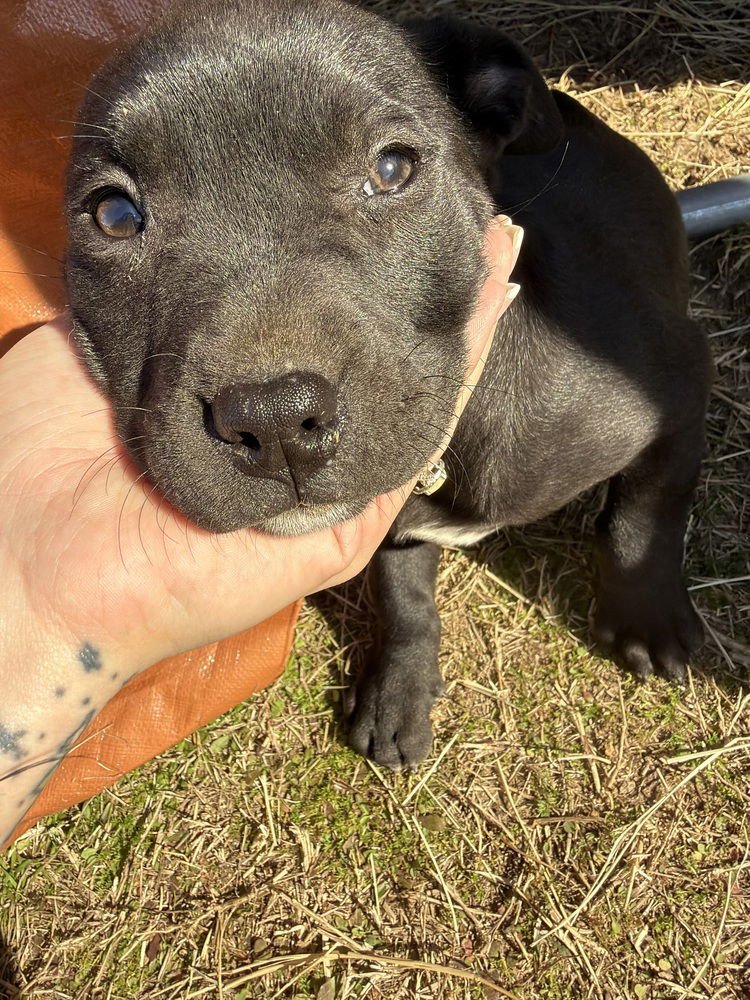 CALDERE / COUSCOUS - Labrador Retriever / Terrier available for adoption