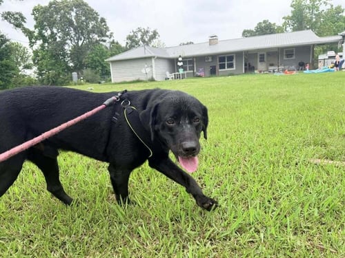 COULOMBE / BILLY BOB - Labrador Retriever available for adoption