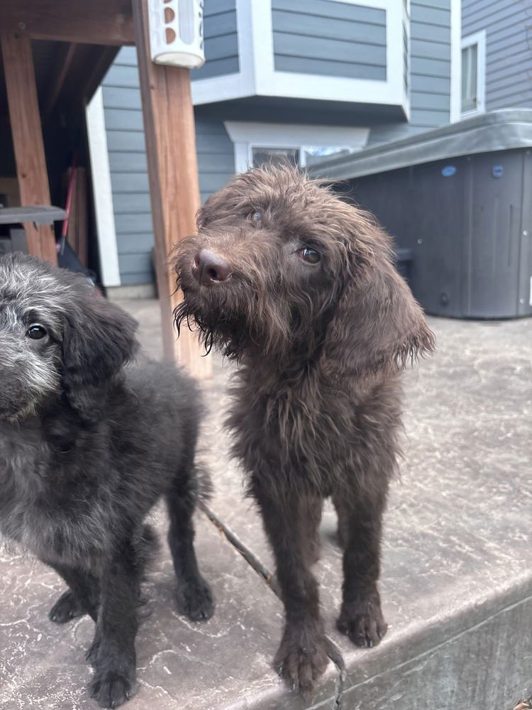 BARTOVIC / BEAR - Labrador Retriever / Labrador Retriever available for adoption