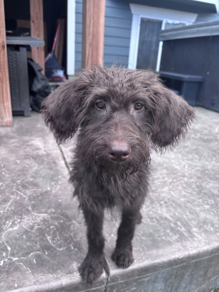 Bartovic / Bear - Photo 3