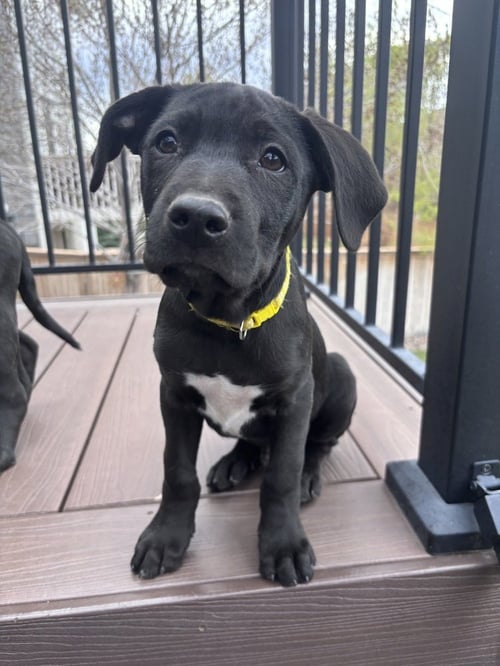 CLLAARK / SPROUT - Labrador Retriever / Terrier available for adoption