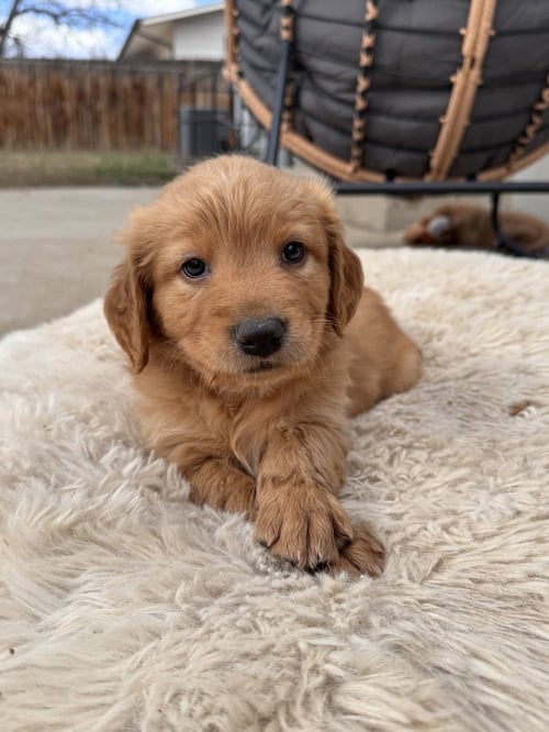 CHERNOMAZ / CANYON - Golden Retriever / Terrier available for adoption