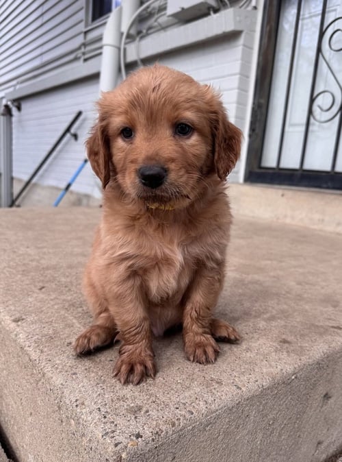 CHERNOMAZ / CANYON - Golden Retriever / Terrier available for adoption