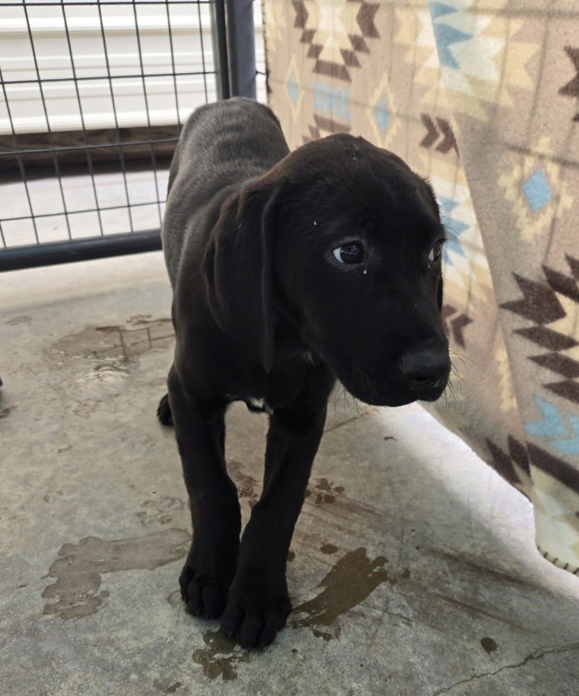 BALINSKIS / MARSH - Labrador Retriever available for adoption